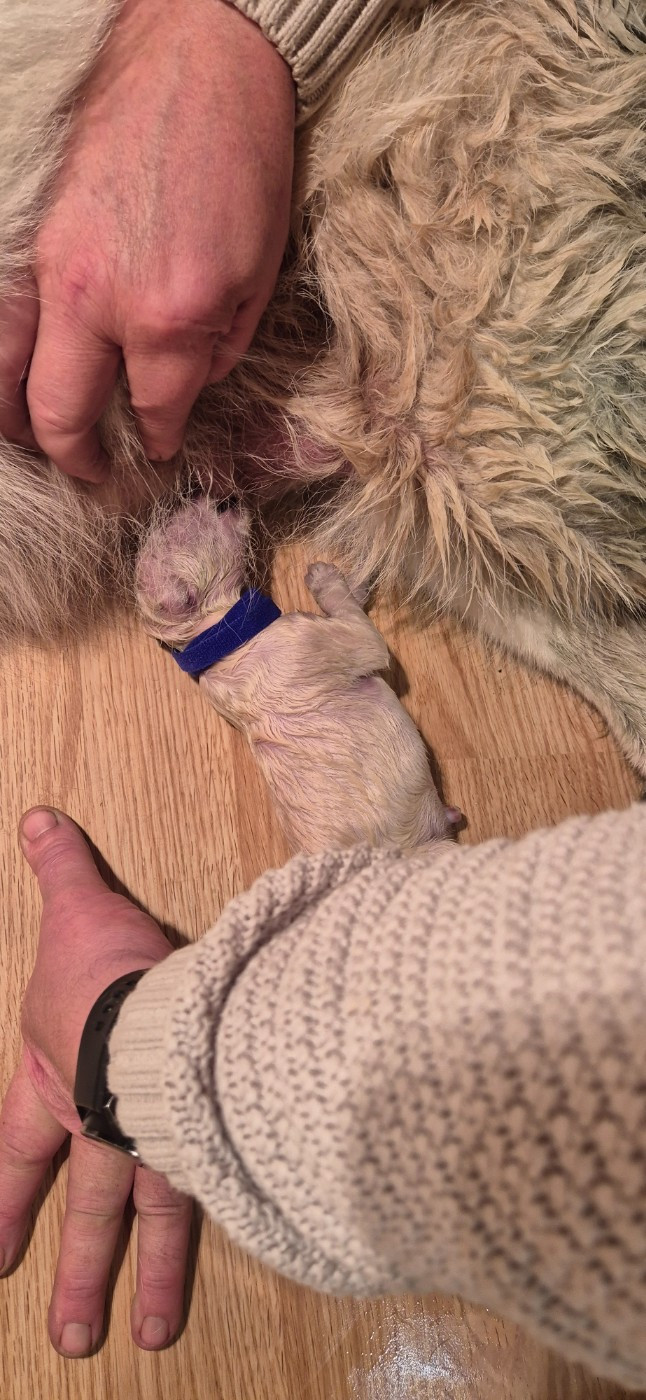 A SKOLL Du Moulin De Beuvry