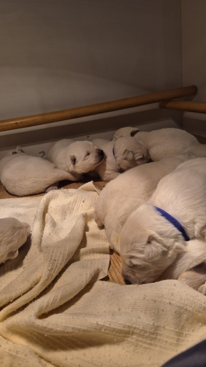 A SKOLL Du Moulin De Beuvry