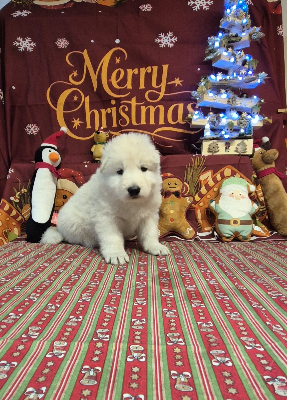 A SKOLL Du Moulin De Beuvry