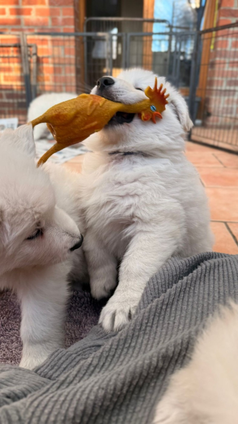 A SKOLL Du Moulin De Beuvry