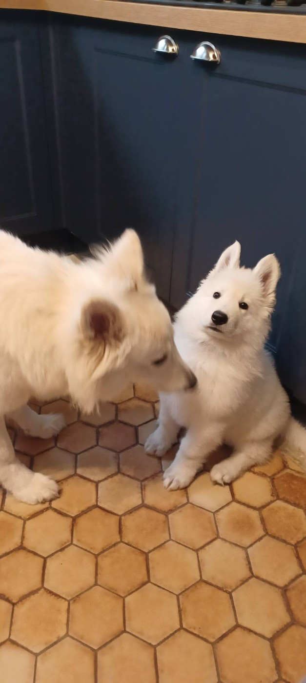 A SKOLL Du Moulin De Beuvry