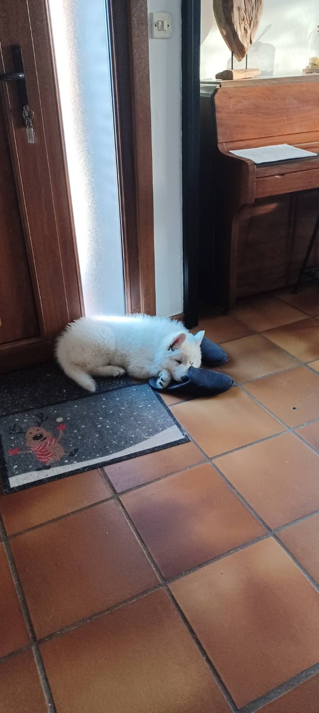 A SKOLL Du Moulin De Beuvry