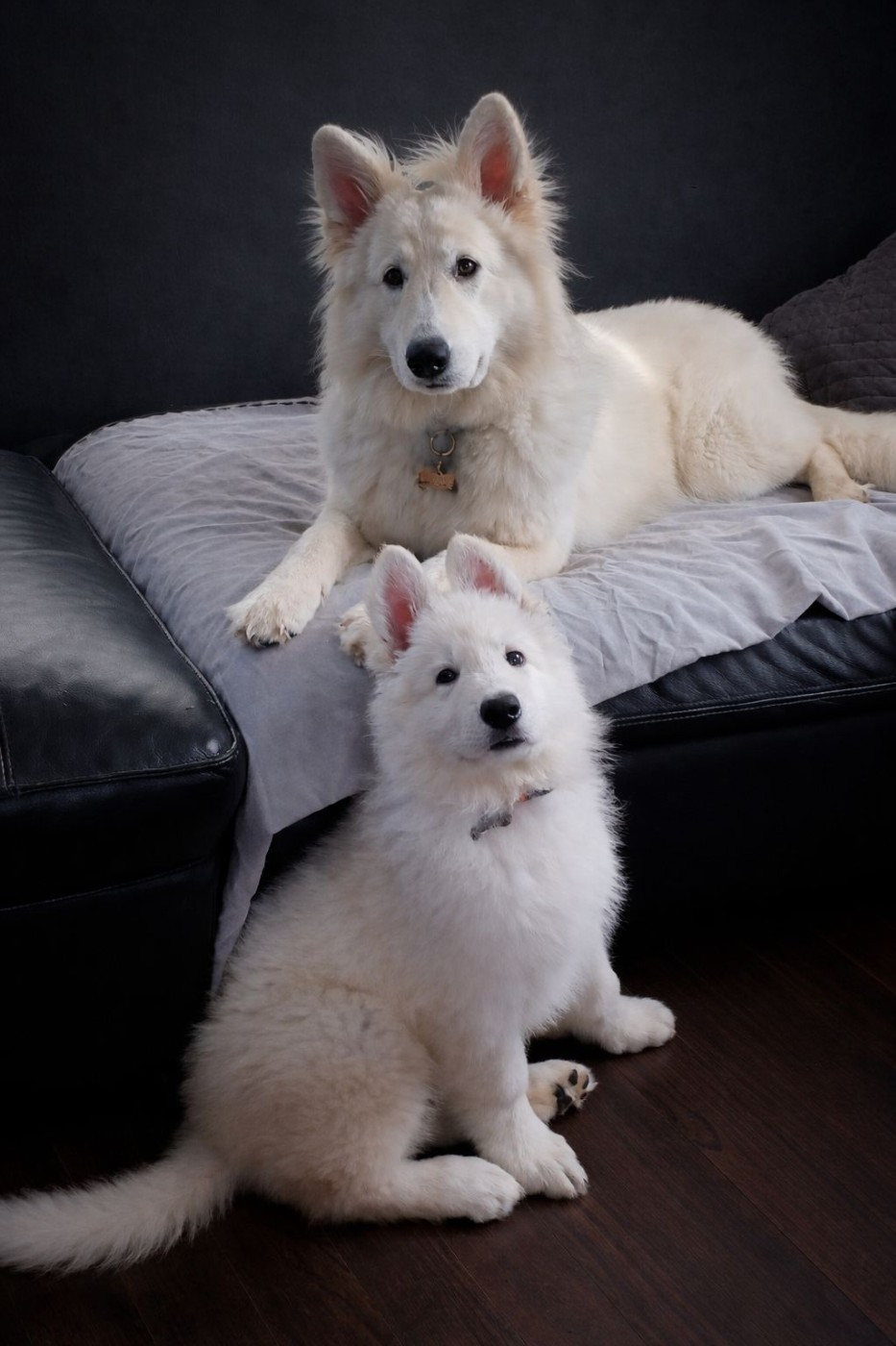 A SKOLL Du Moulin De Beuvry