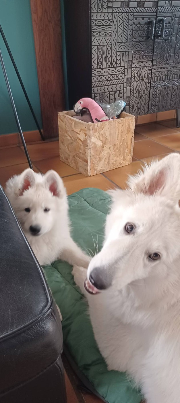 A SKOLL Du Moulin De Beuvry