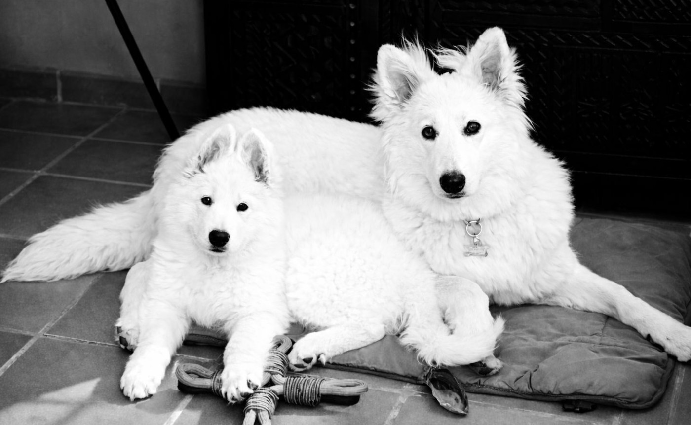 A SKOLL Du Moulin De Beuvry