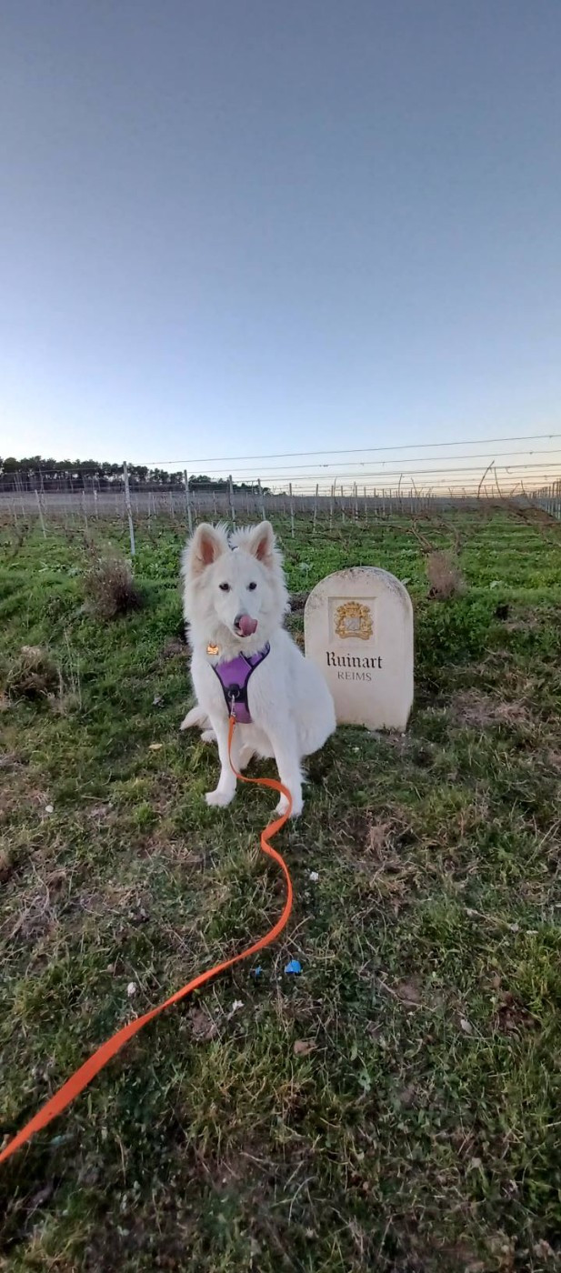 A skadi Du Moulin De Beuvry