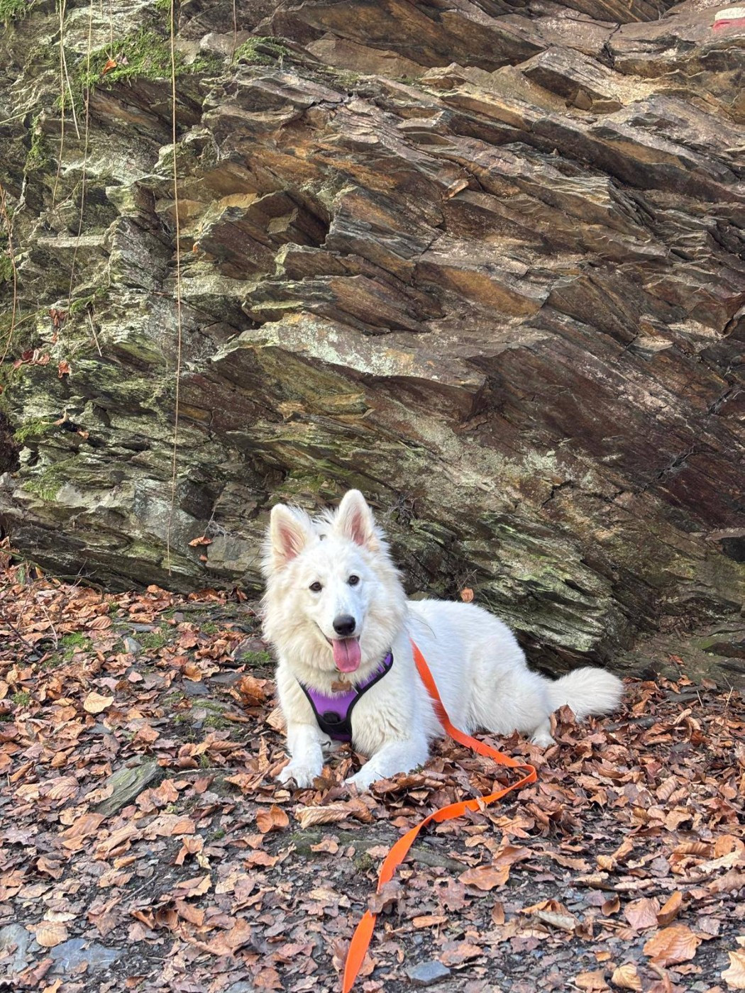 A skadi Du Moulin De Beuvry