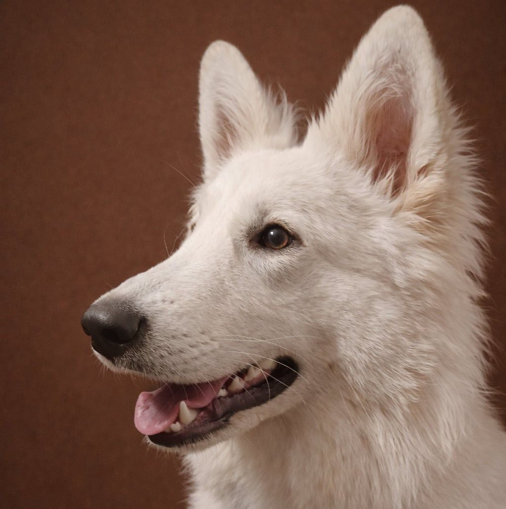 A skadi Du Moulin De Beuvry