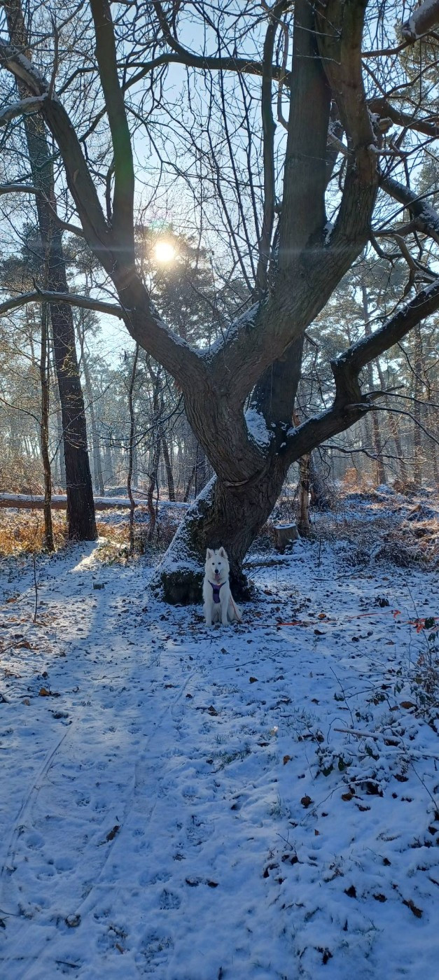 A skadi Du Moulin De Beuvry