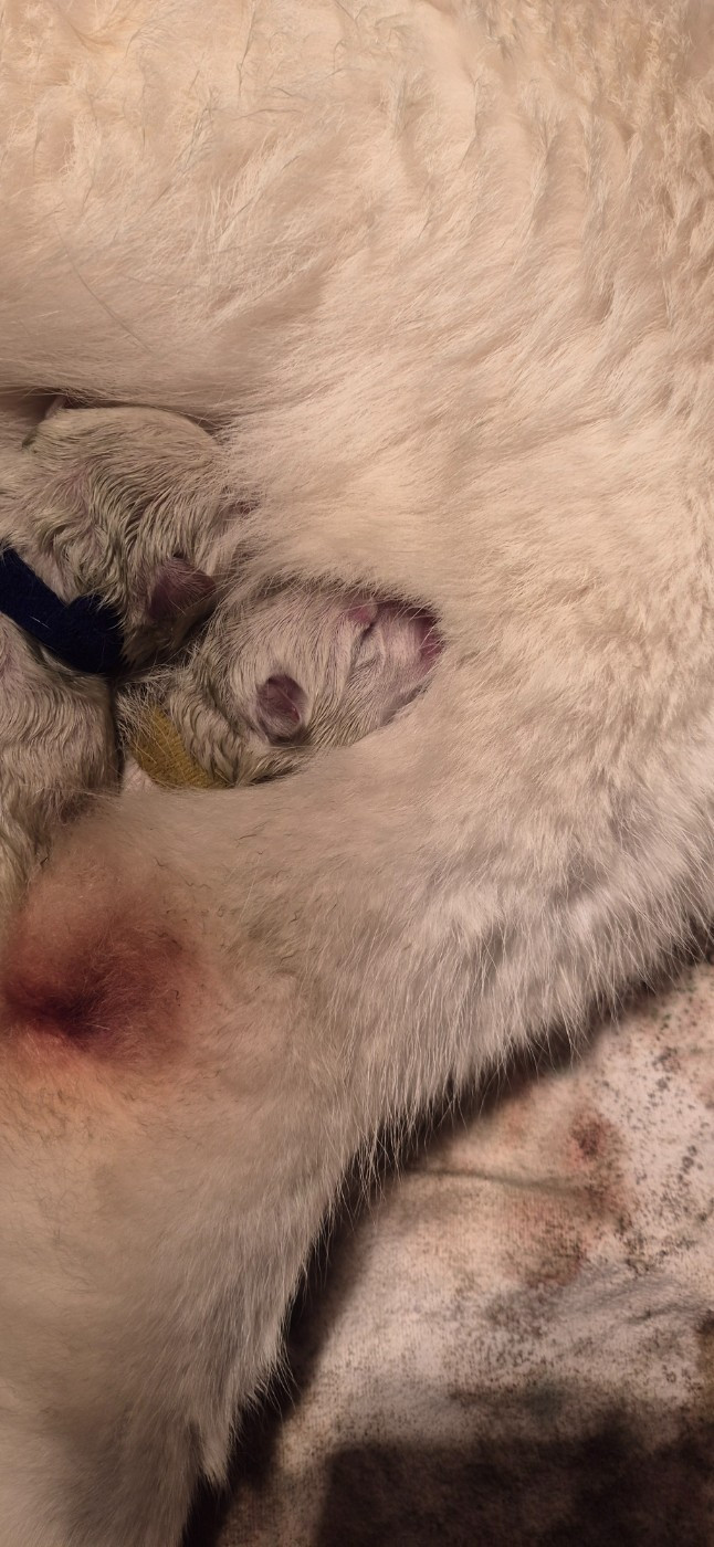 ATLAS Du Moulin De Beuvry