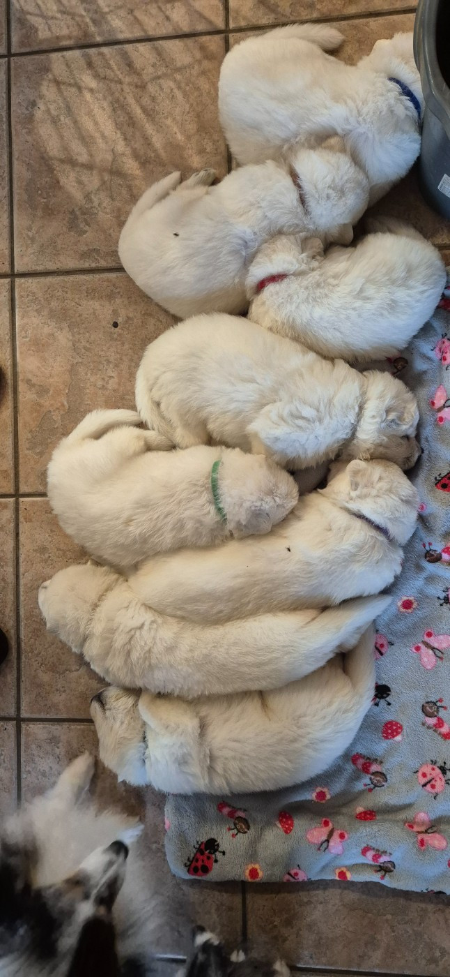 ATLAS Du Moulin De Beuvry