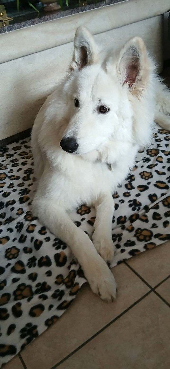 Aiko Du Moulin De Beuvry