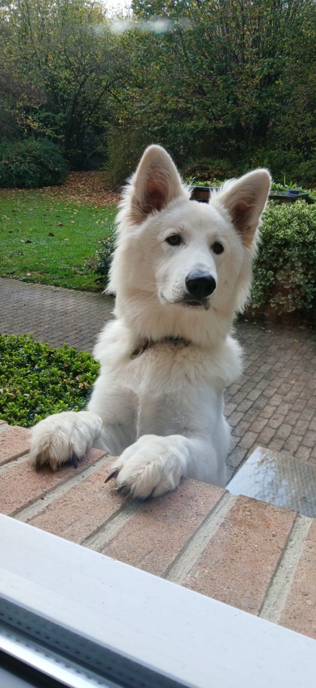 Aiko Du Moulin De Beuvry