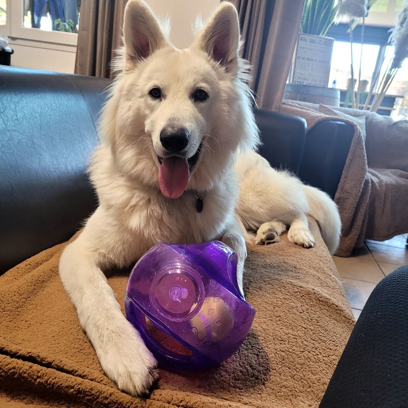 Apollo Du Moulin De Beuvry