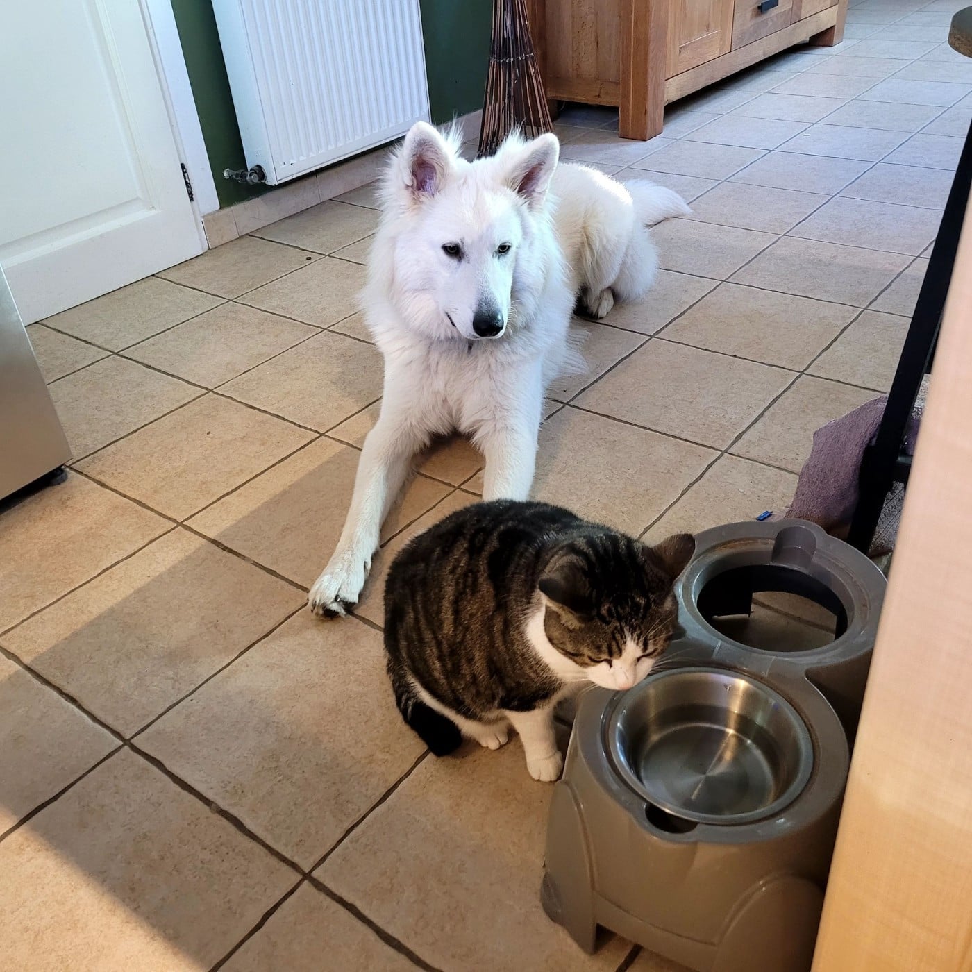 Apollo Du Moulin De Beuvry