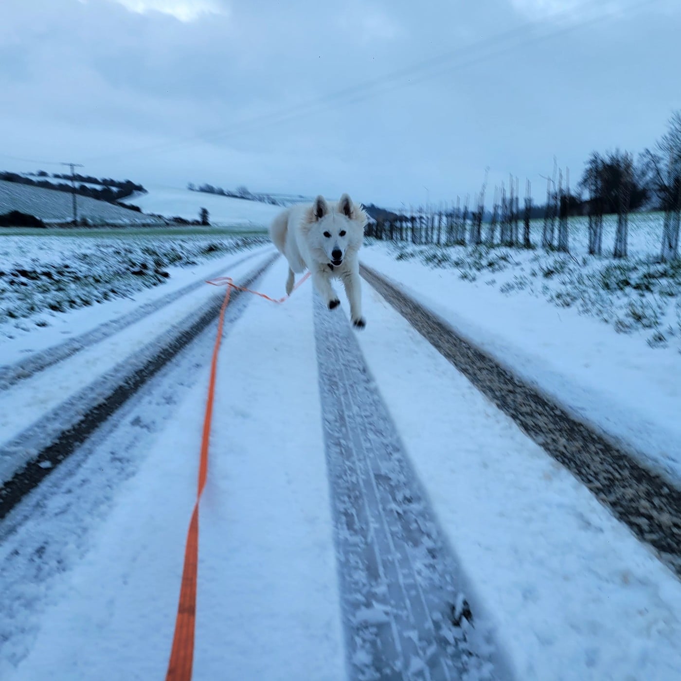 Apollo Du Moulin De Beuvry