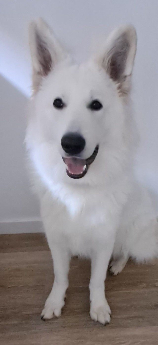 Arrow Du Moulin De Beuvry