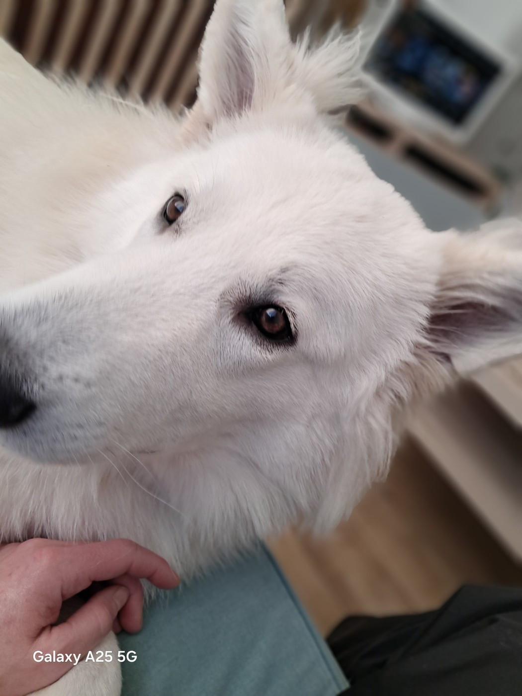 Arrow Du Moulin De Beuvry