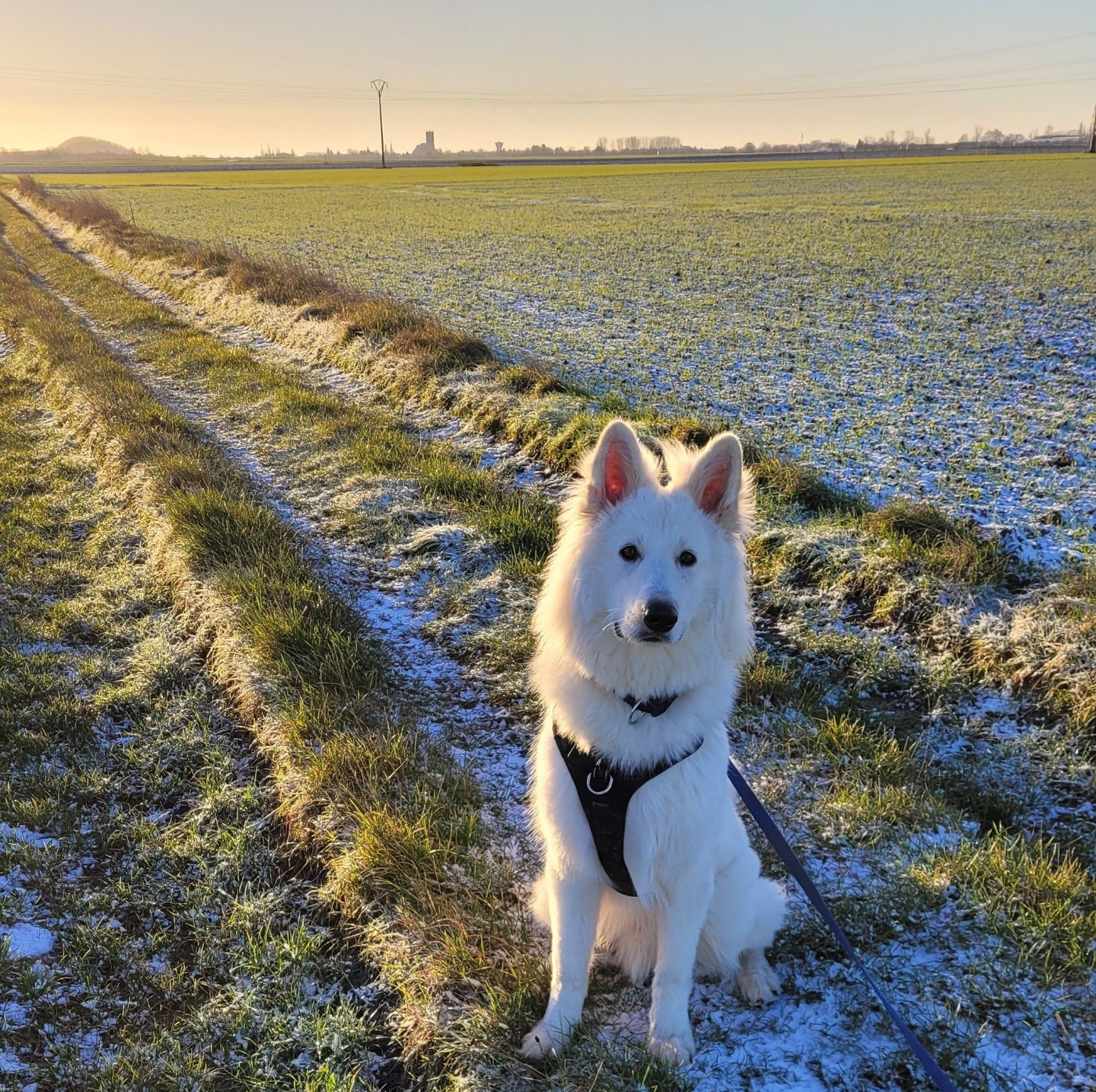 Ash Du Moulin De Beuvry