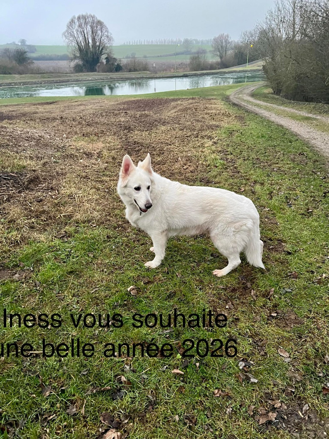 Iness Du Moulin De Beuvry