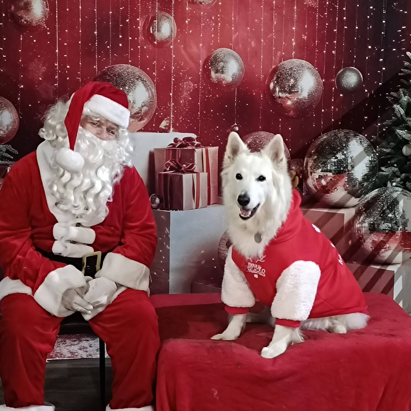 Jocko Du Moulin De Beuvry