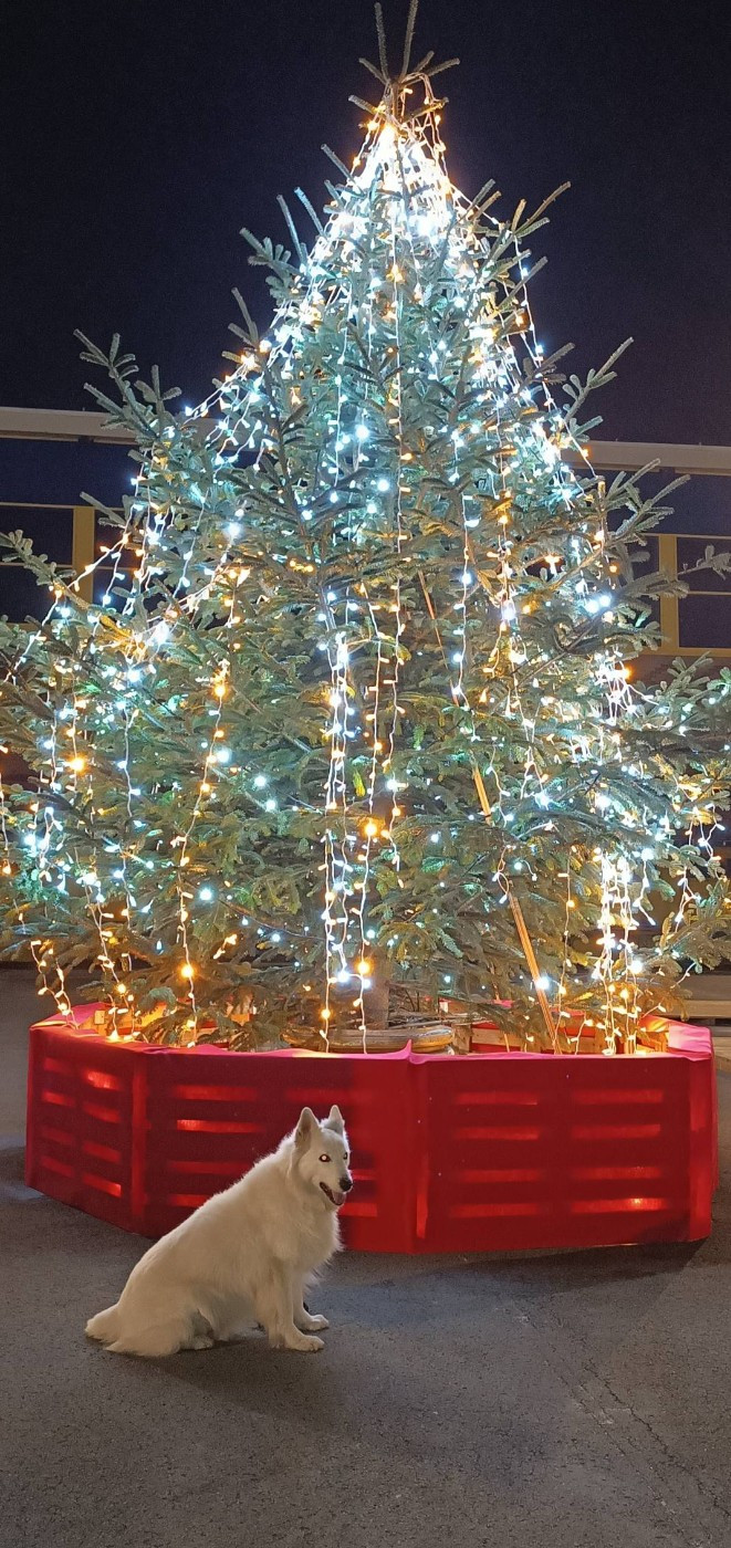 Jocko Du Moulin De Beuvry