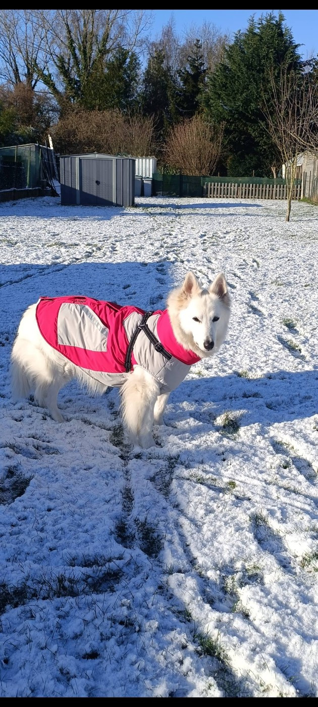 Jocko Du Moulin De Beuvry