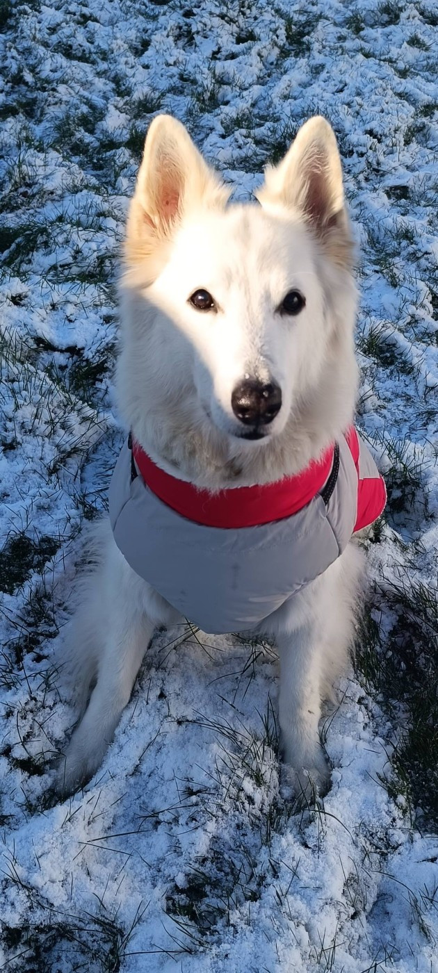 Jocko Du Moulin De Beuvry