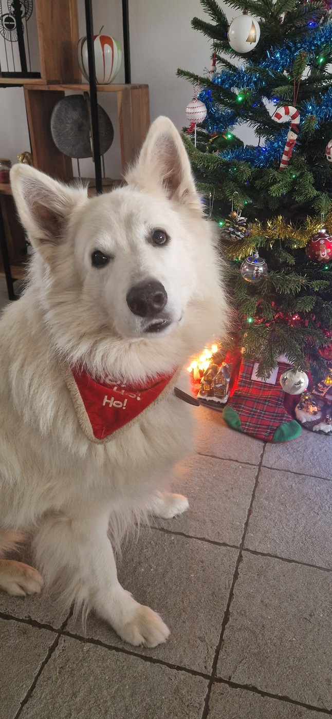 M'luffy Du Moulin De Beuvry