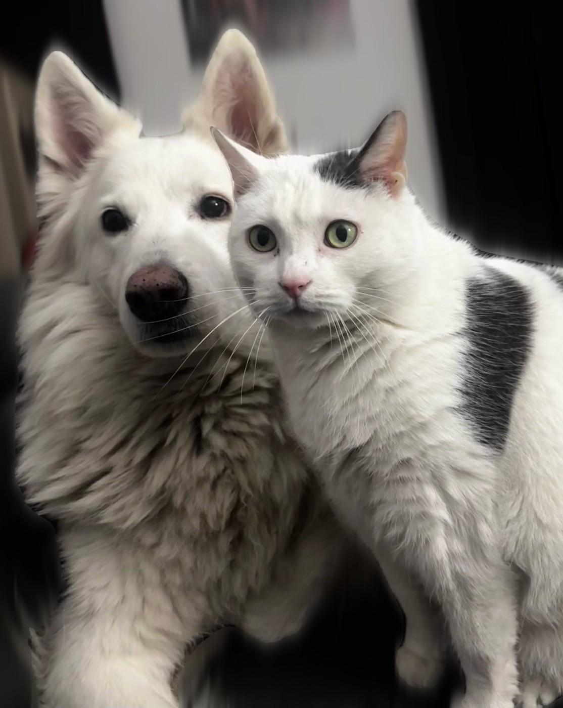 Meïka Du Moulin De Beuvry