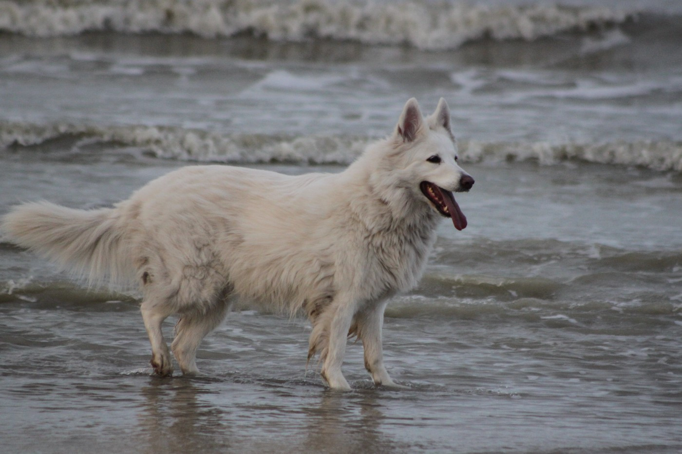 Meïka Du Moulin De Beuvry