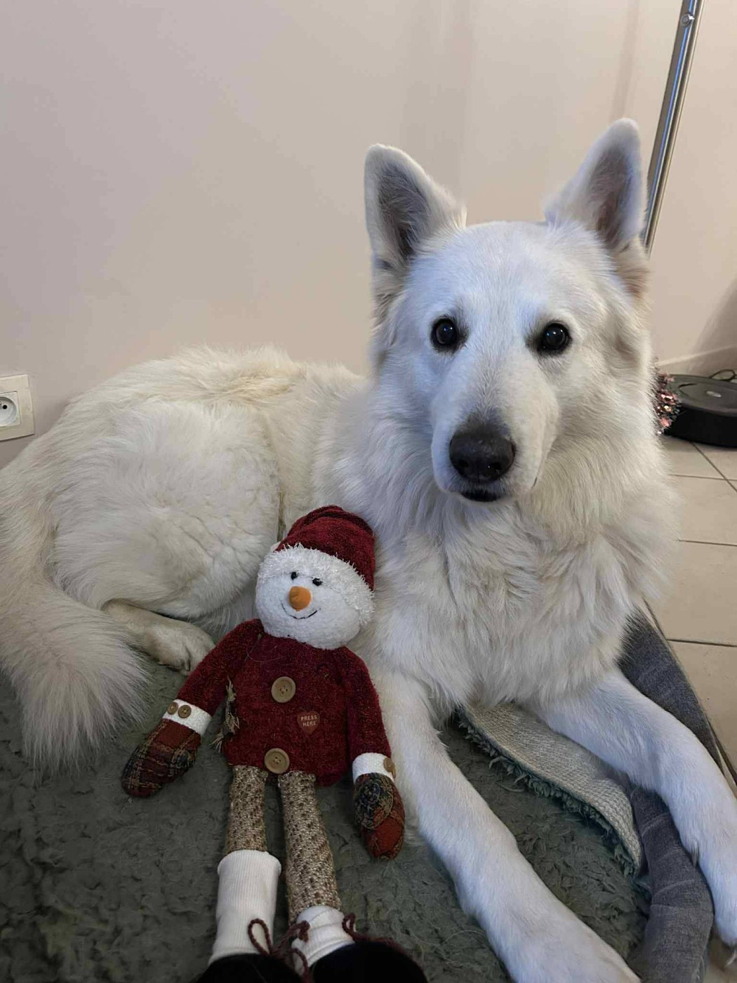 Meo Du Moulin De Beuvry