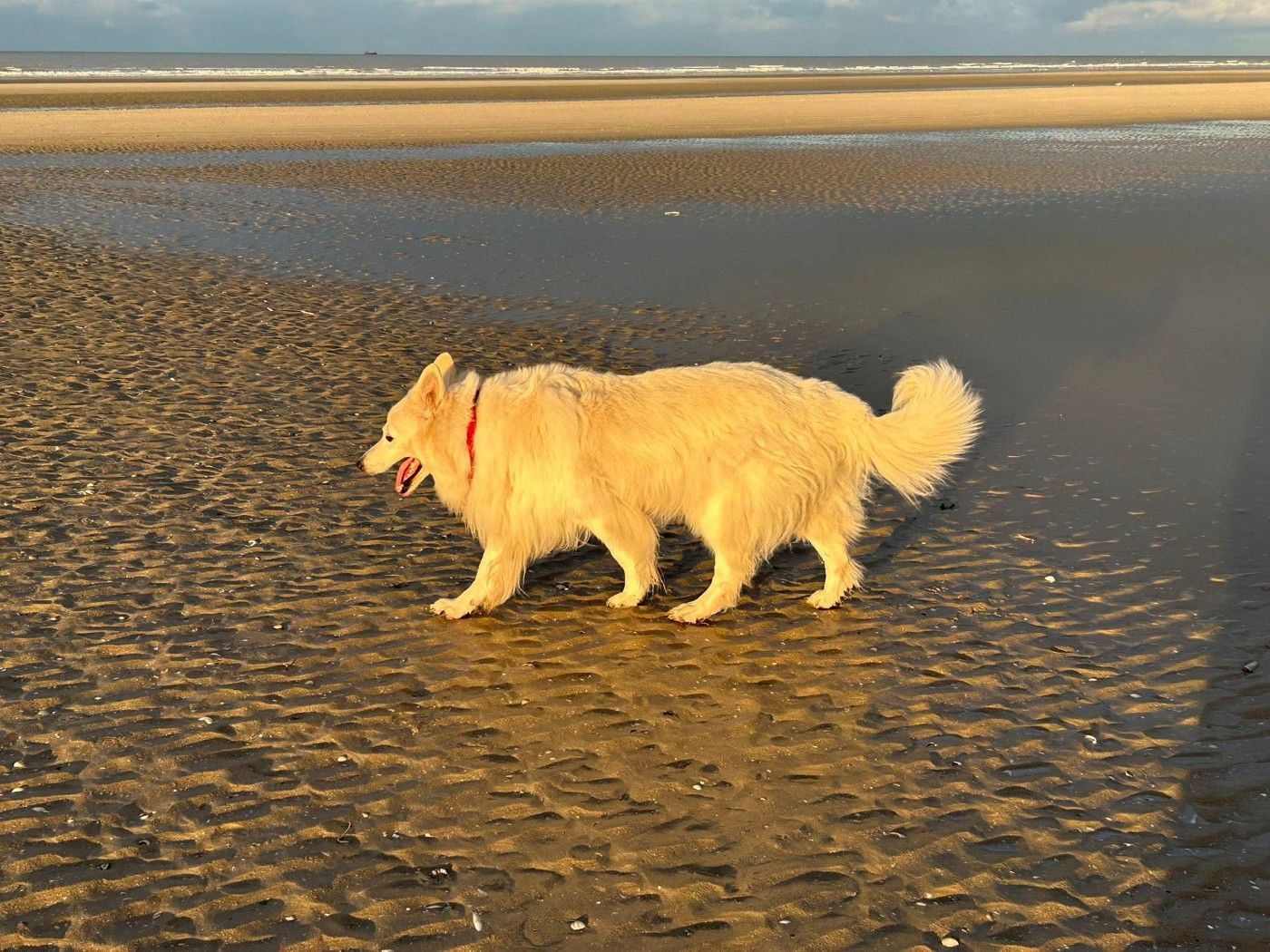 Muskie Du Moulin De Beuvry