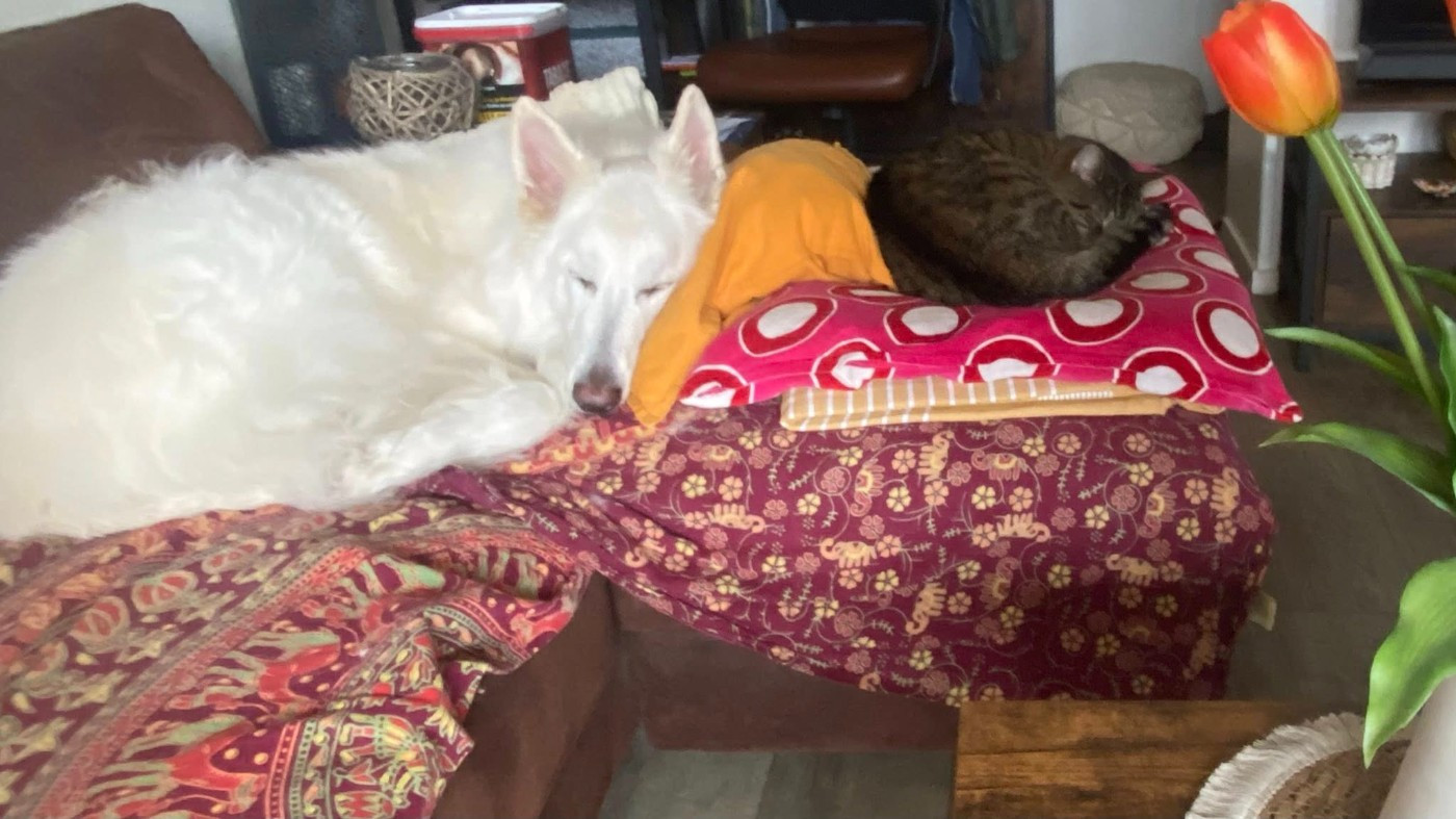 N'tom Du Moulin De Beuvry