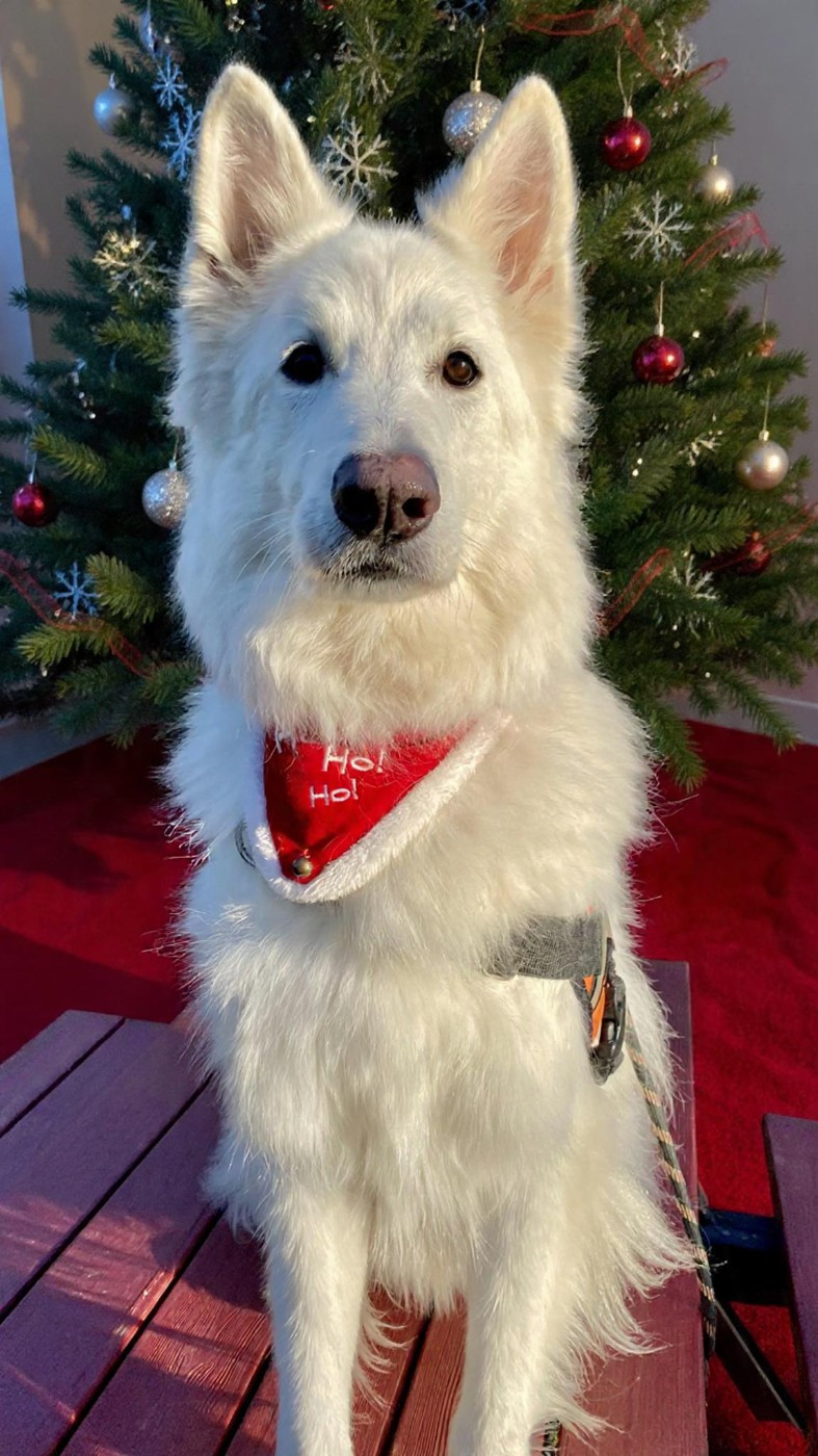 N'tom Du Moulin De Beuvry