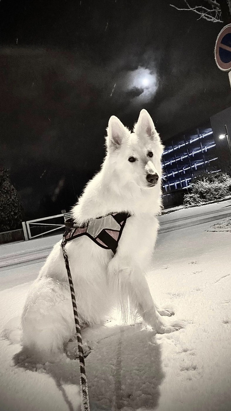 N'tom Du Moulin De Beuvry