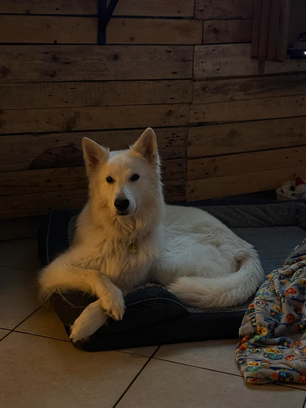 Neo lefko lykos Du Moulin De Beuvry