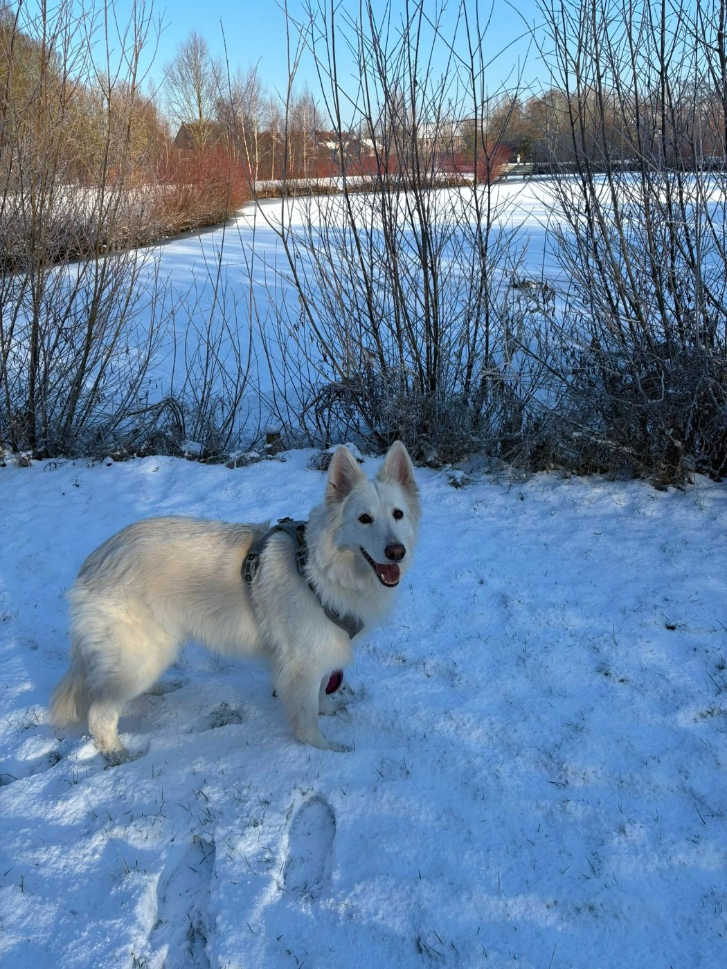O'all you need is love Du Moulin De Beuvry