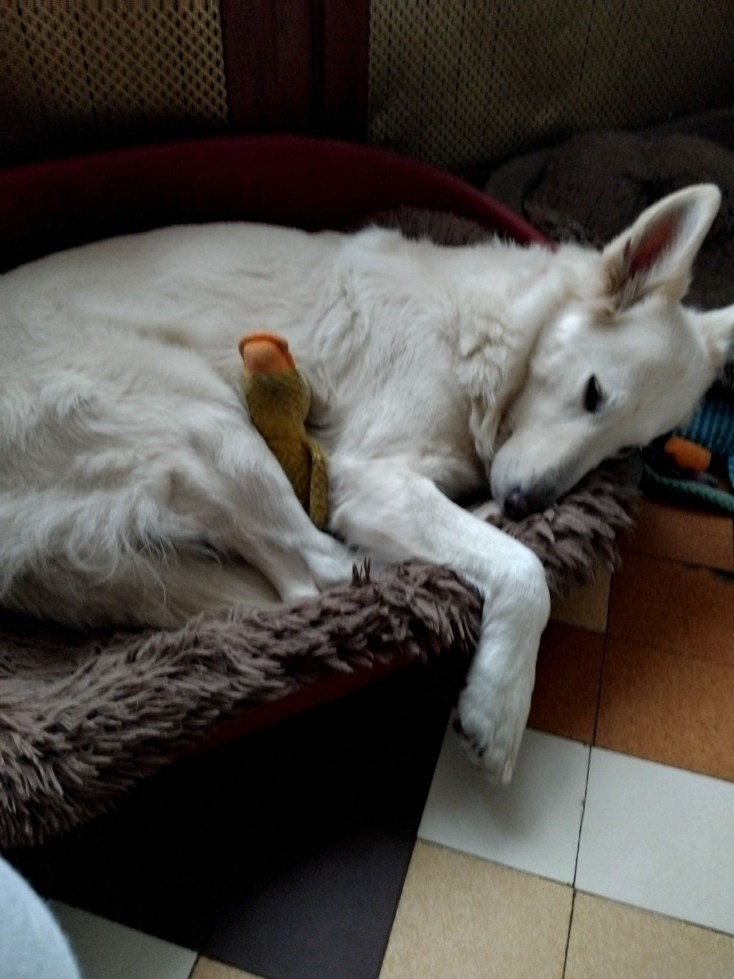 Osiris Du Moulin De Beuvry