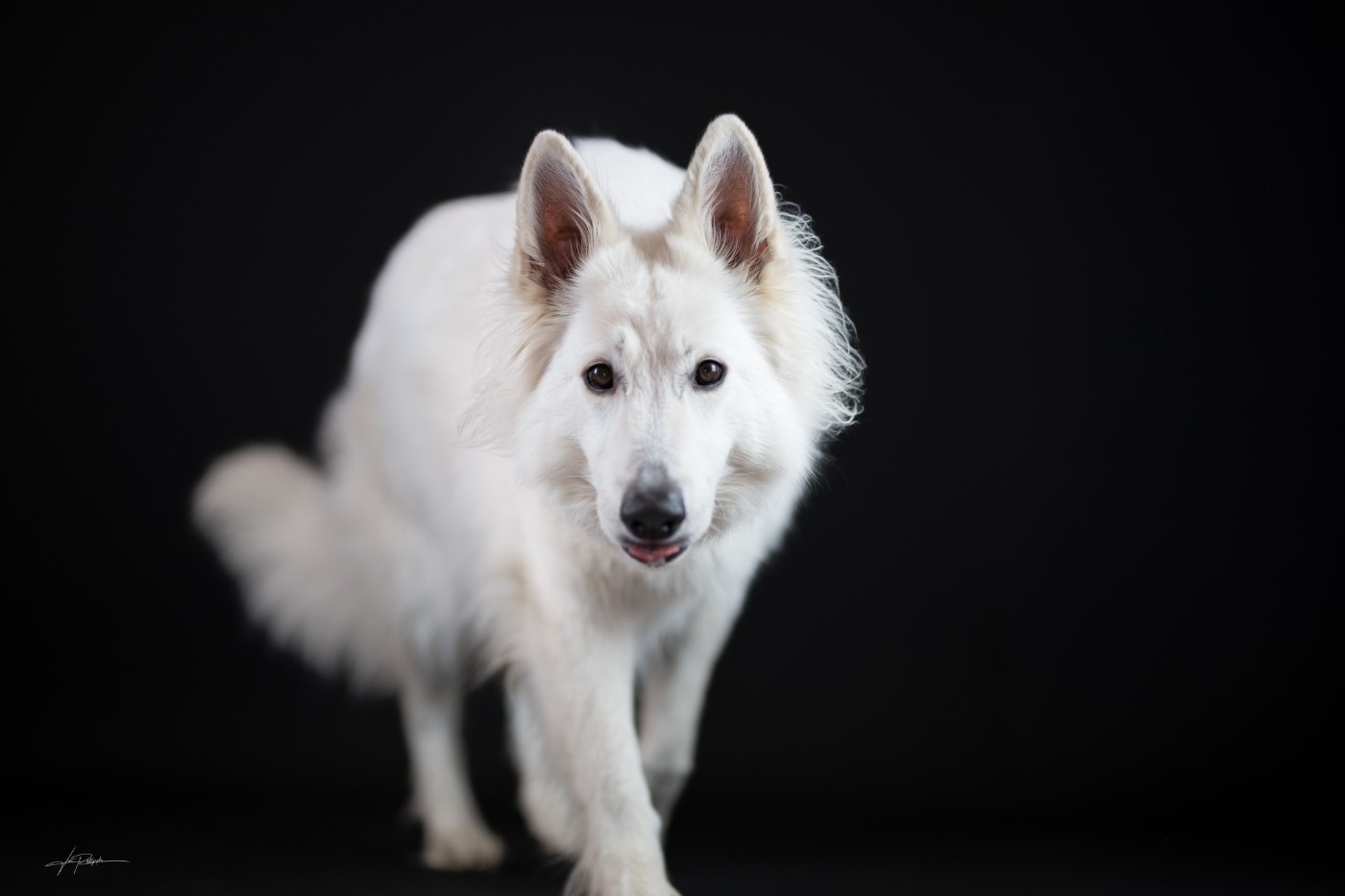 Rhea Du Moulin De Beuvry