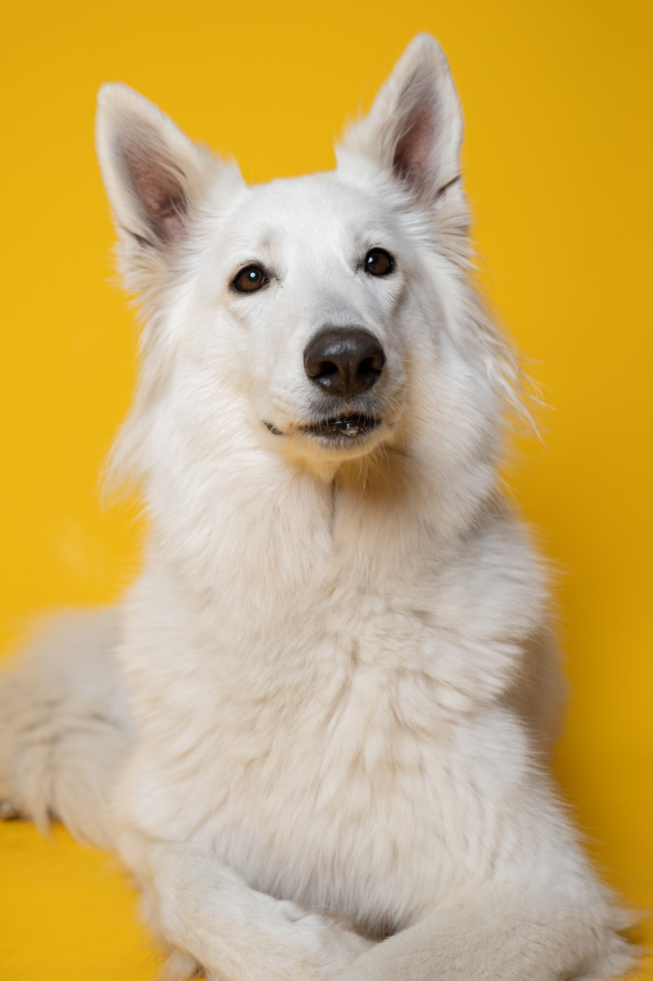 Rhea Du Moulin De Beuvry