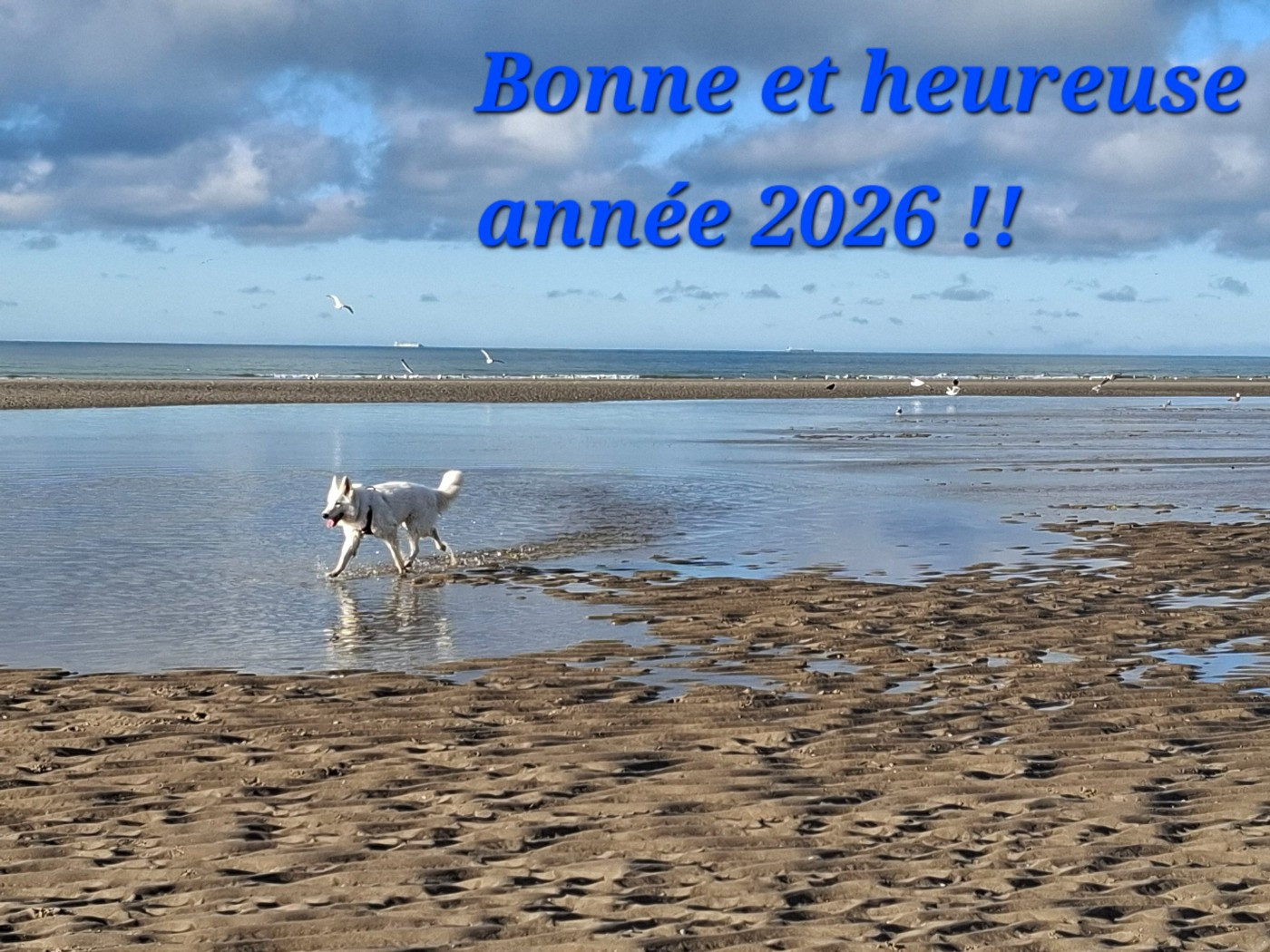 Ruby Du Moulin De Beuvry