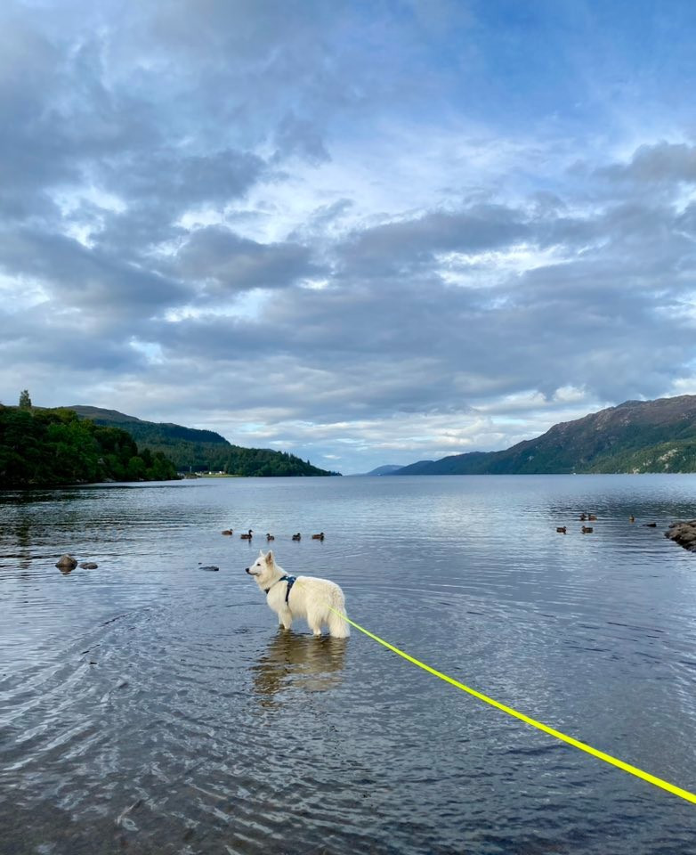 S'tuco Du Moulin De Beuvry