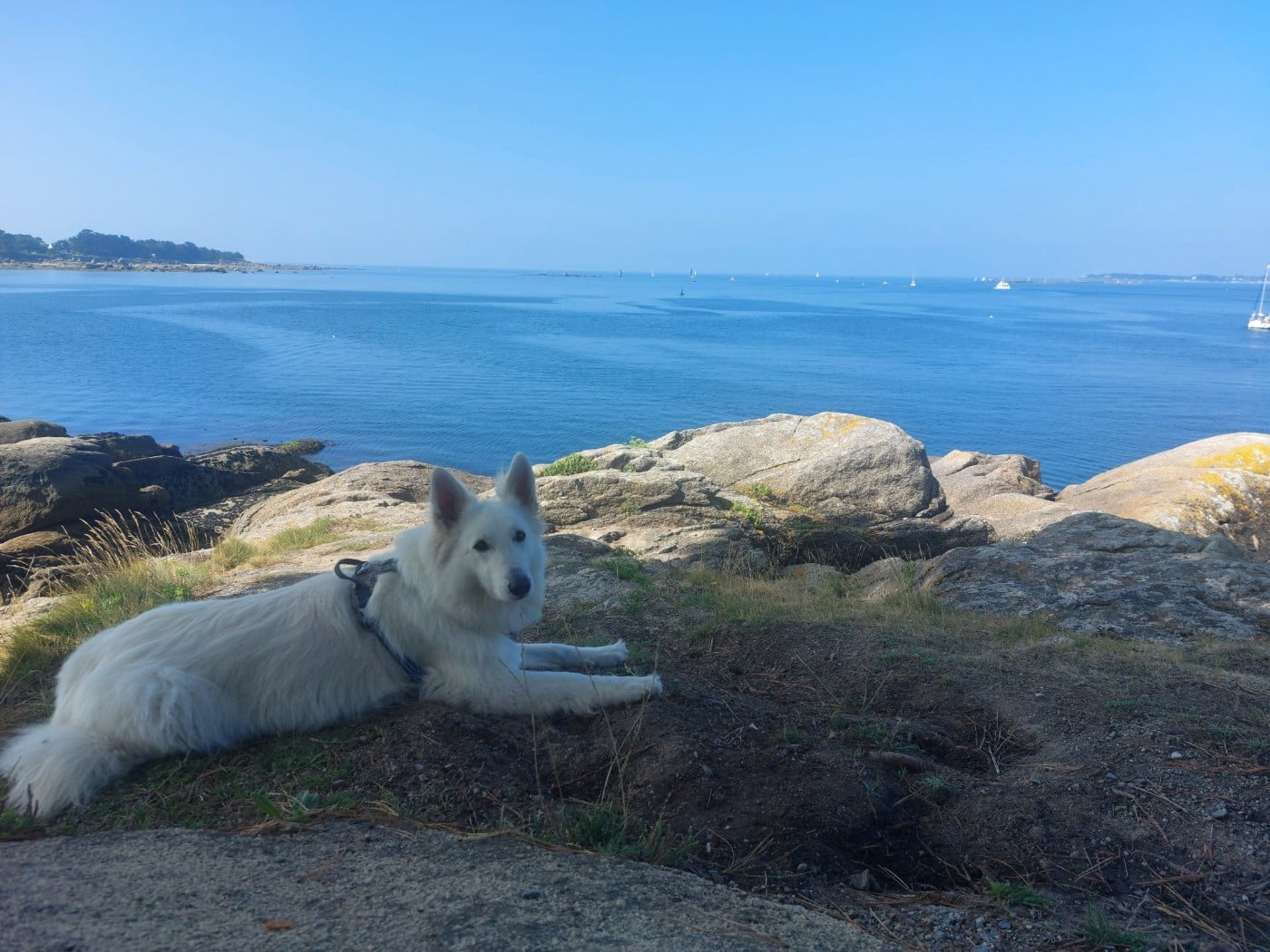 Saphir Du Moulin De Beuvry