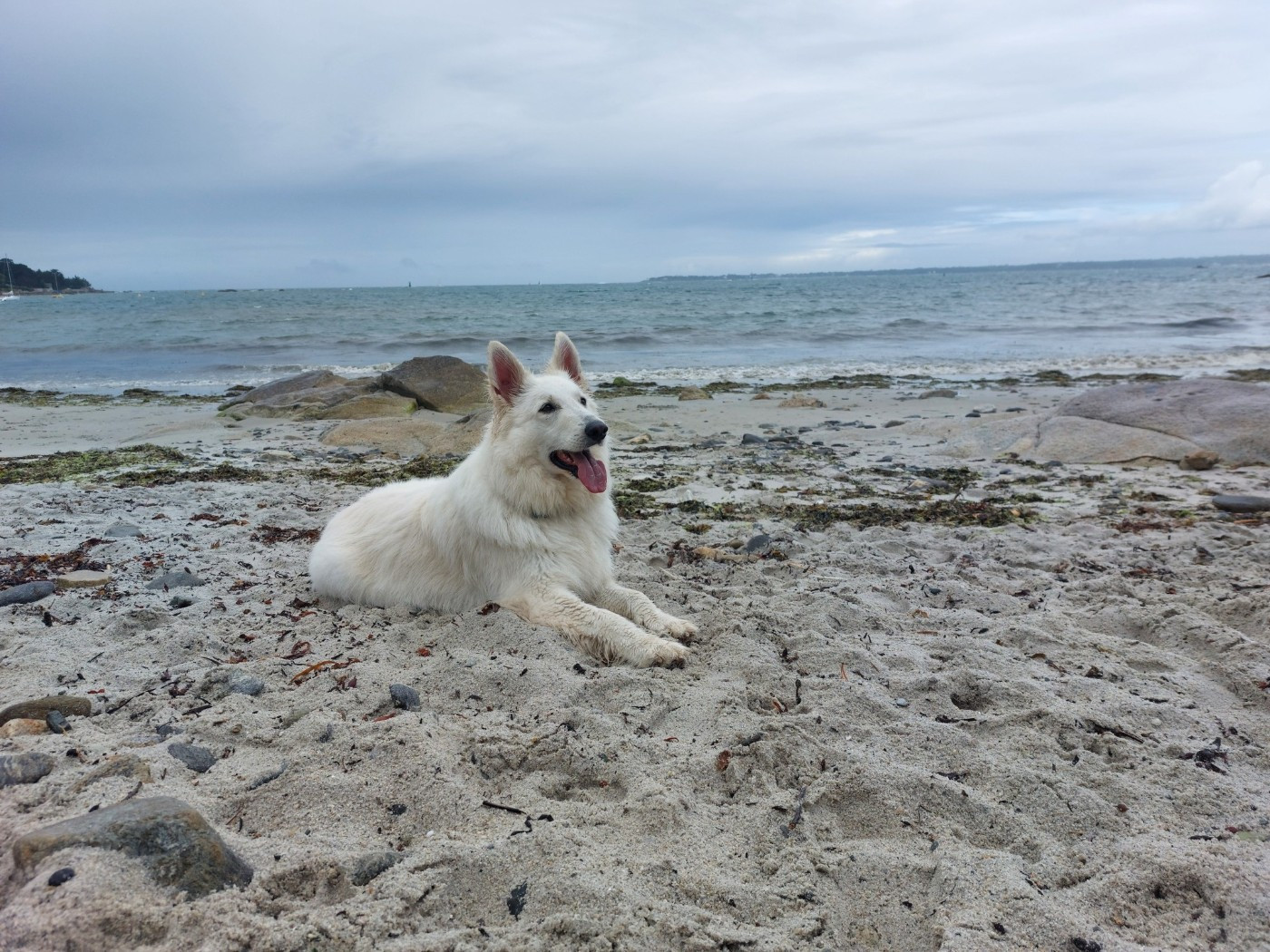 Saphir Du Moulin De Beuvry