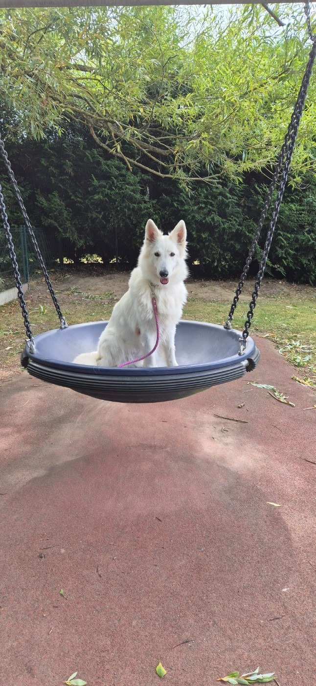 CH. Shiny little saphir Du Moulin De Beuvry