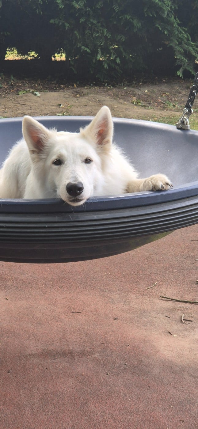 CH. Shiny little saphir Du Moulin De Beuvry