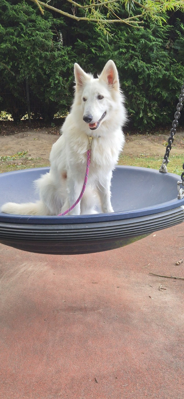 CH. Shiny little saphir Du Moulin De Beuvry