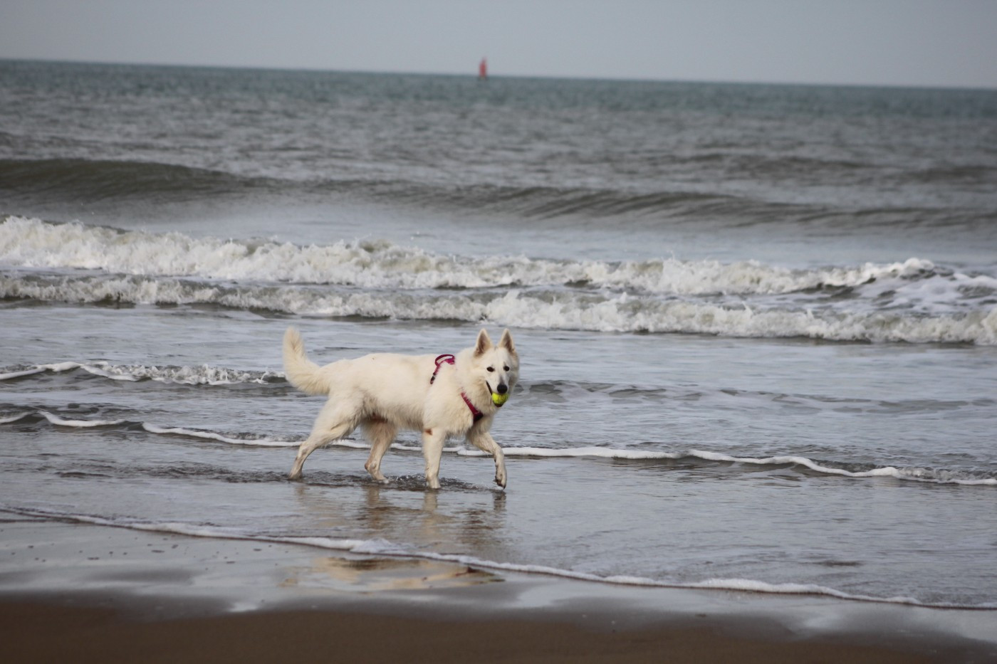CH. Shiny little saphir Du Moulin De Beuvry