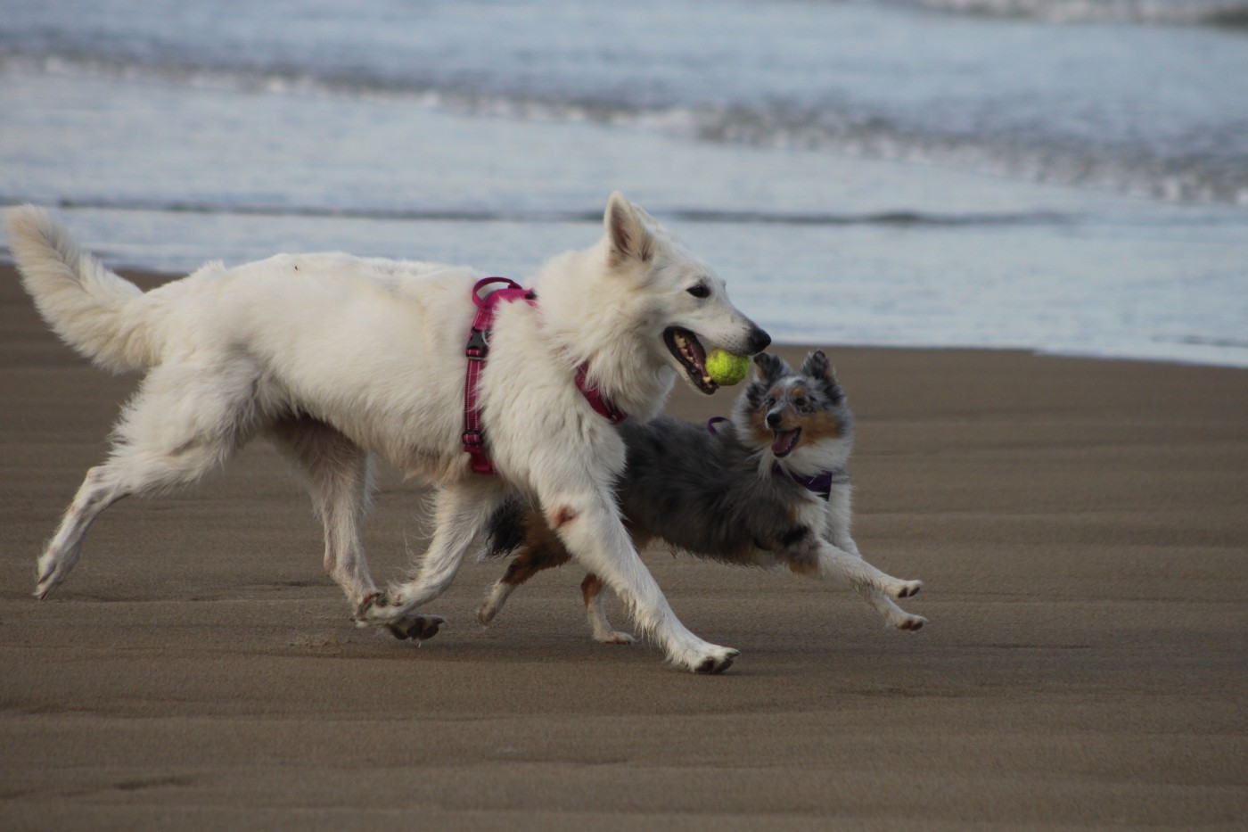 CH. Shiny little saphir Du Moulin De Beuvry
